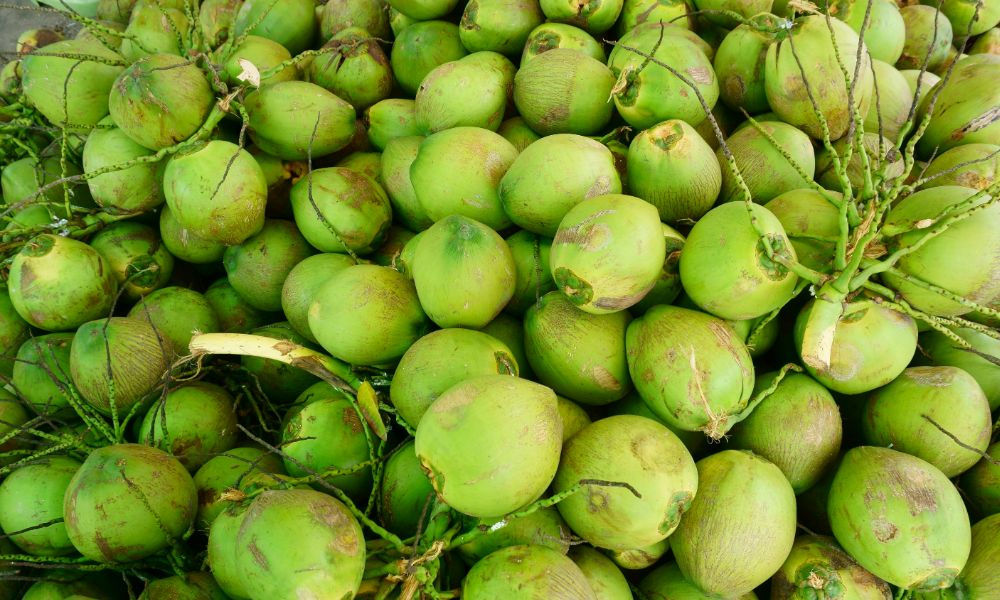 /domestic-coconut-price-triples-after-us-export-news