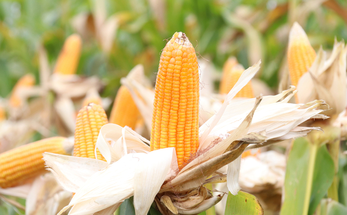 /hybrid-maize-tm181-with-closed-cob-small-core-good-disease-tolerance-requires-little-fertilize